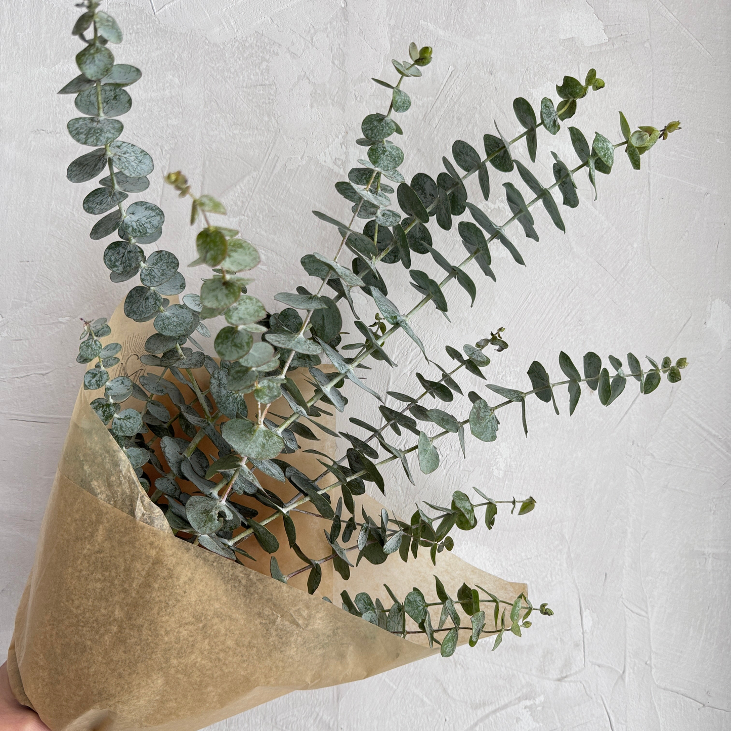 Eucalyptus Bundle