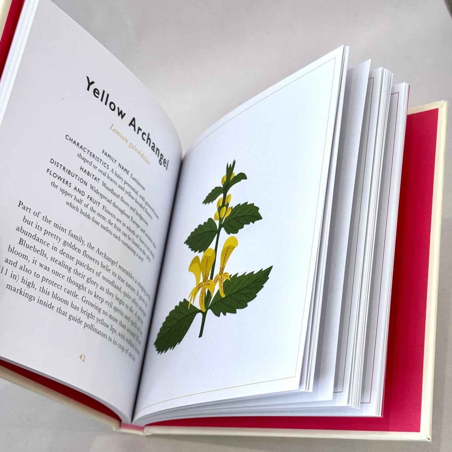 A little Guide To Wildflowers