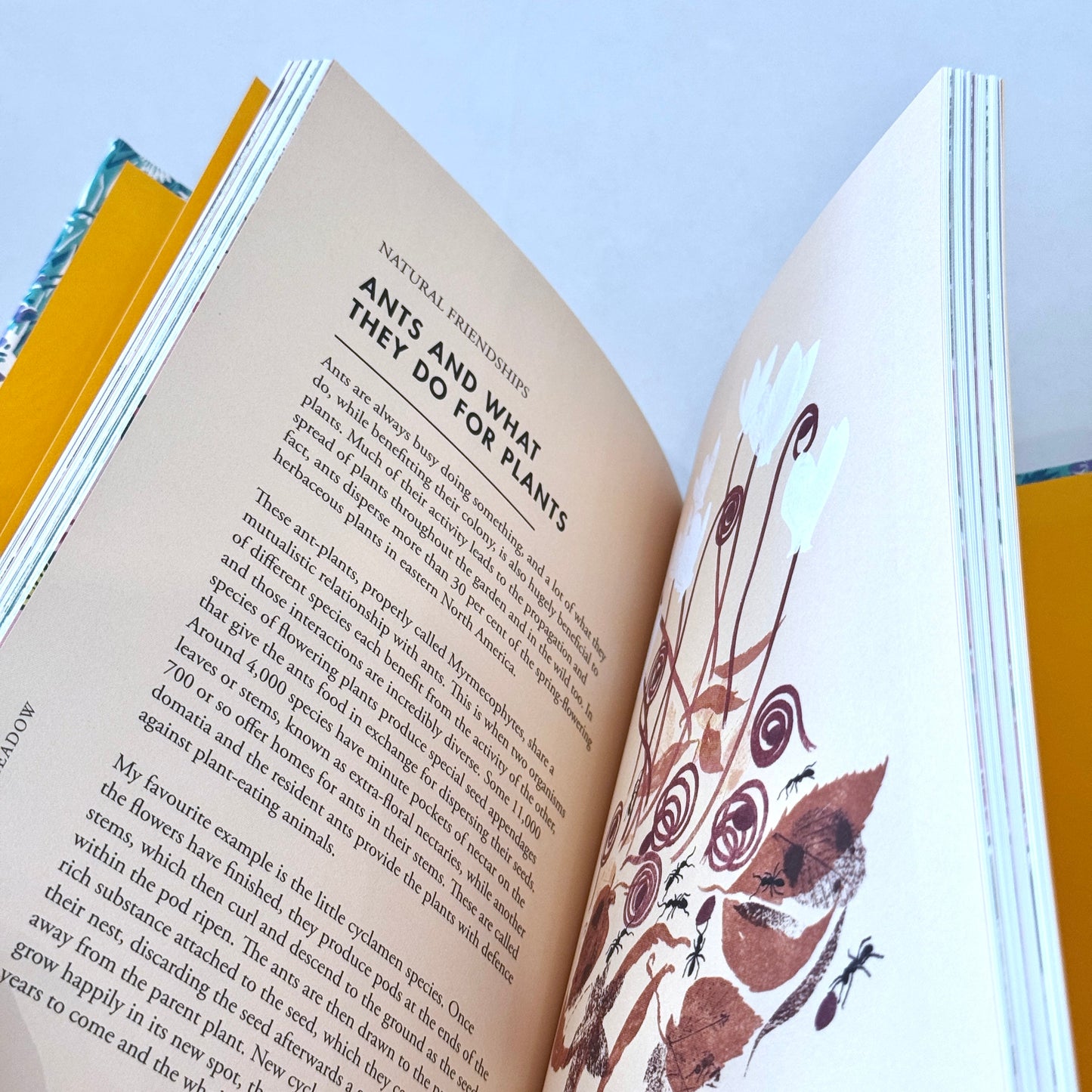 Planting Wildflowers: A Grower's Guide