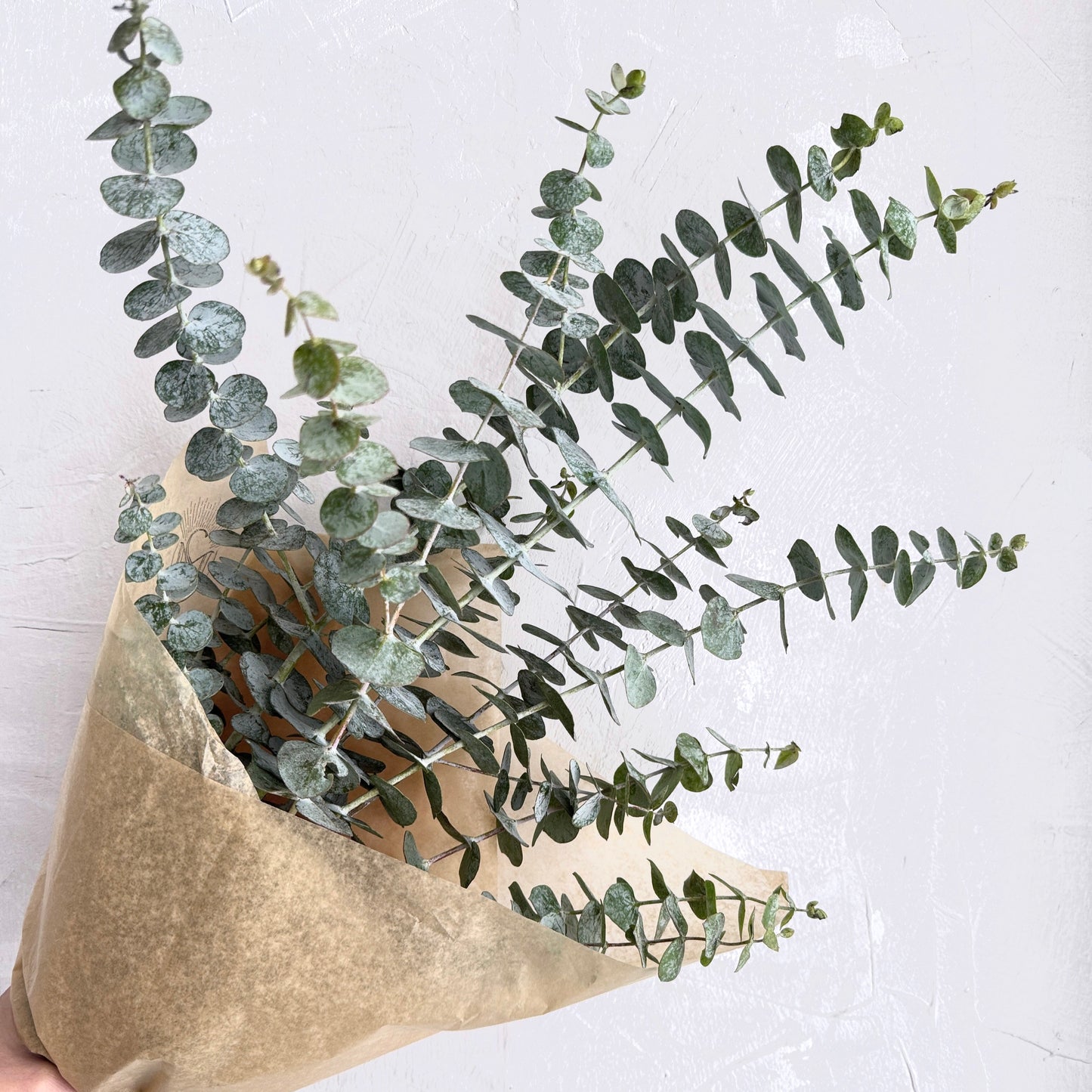 Eucalyptus Bundle