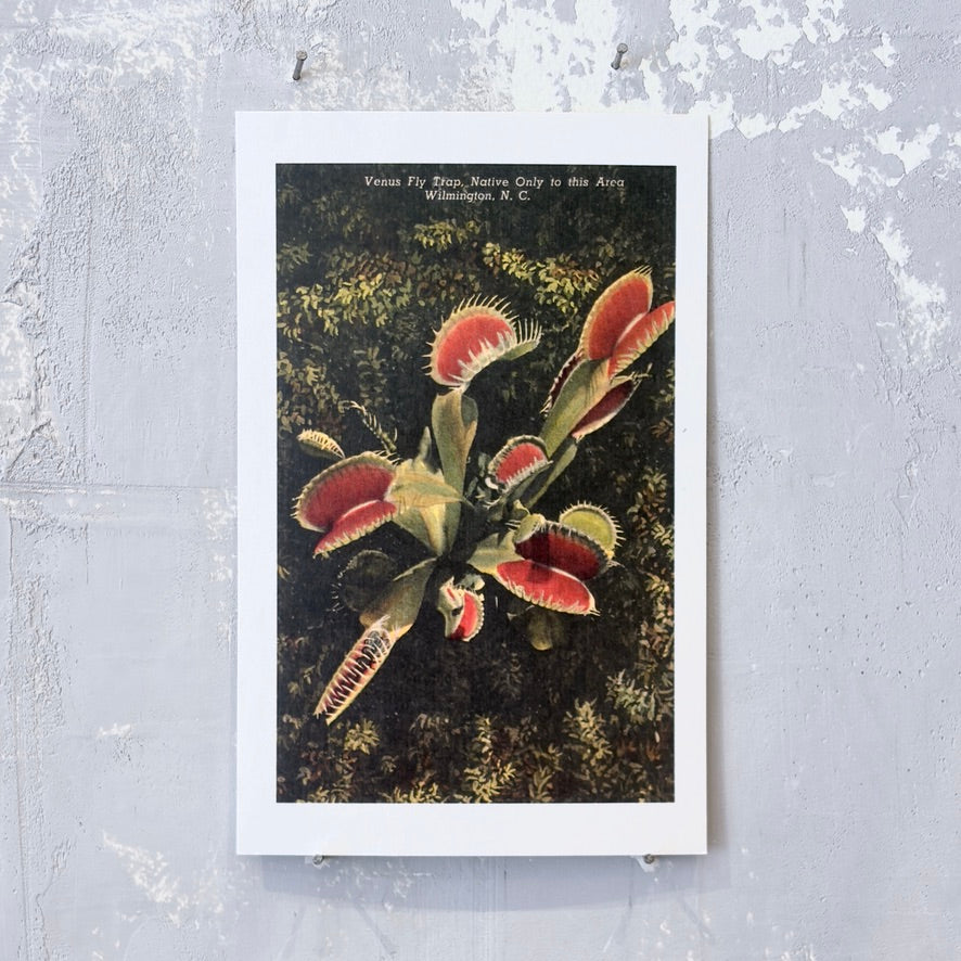 Venus Fly Trap Postcard