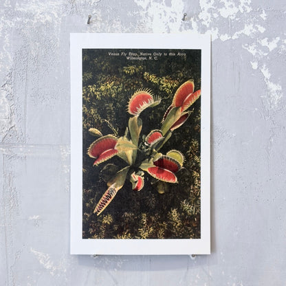 Venus Fly Trap Postcard