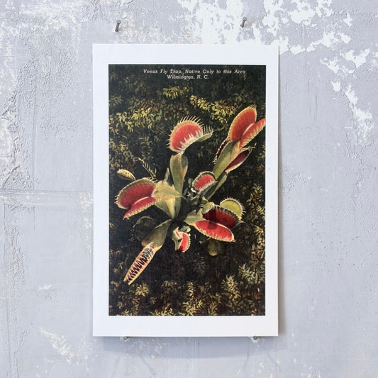 Venus Fly Trap Postcard