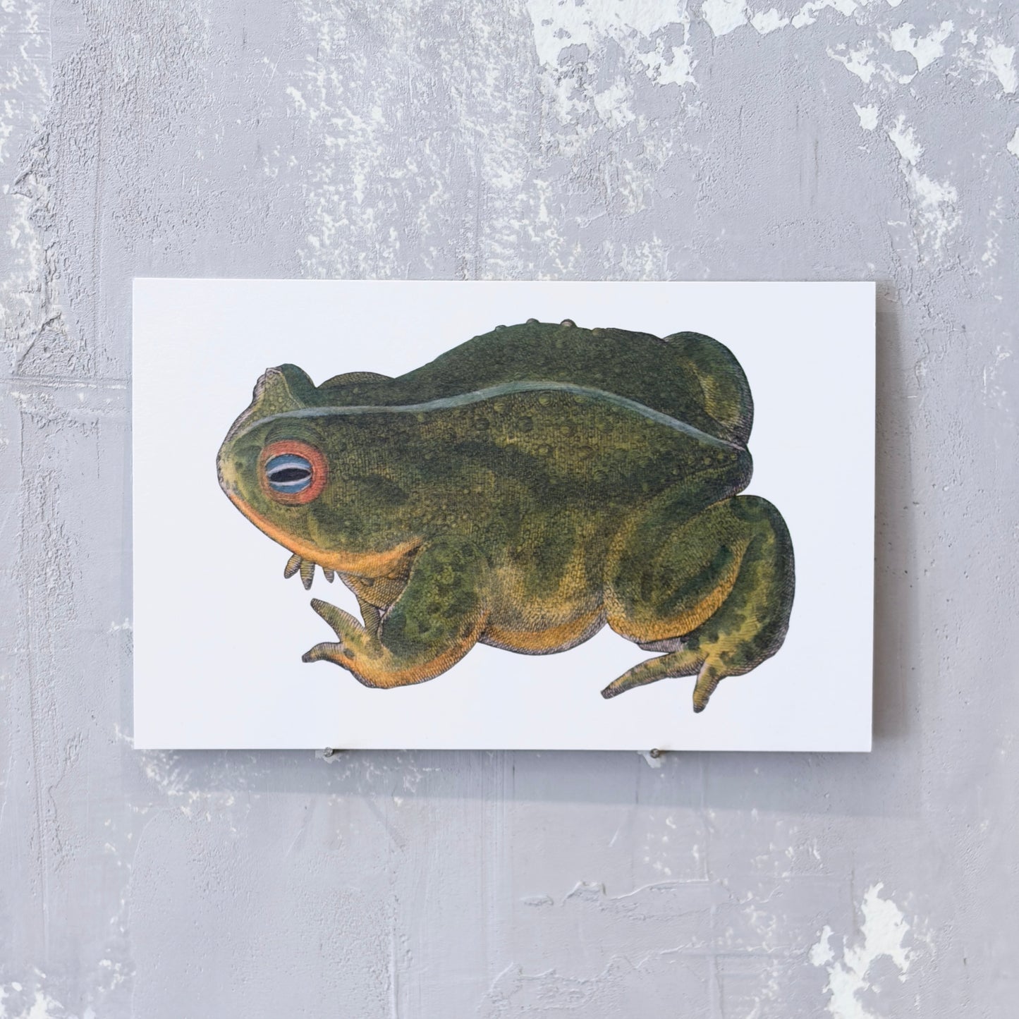 Frog Postcard