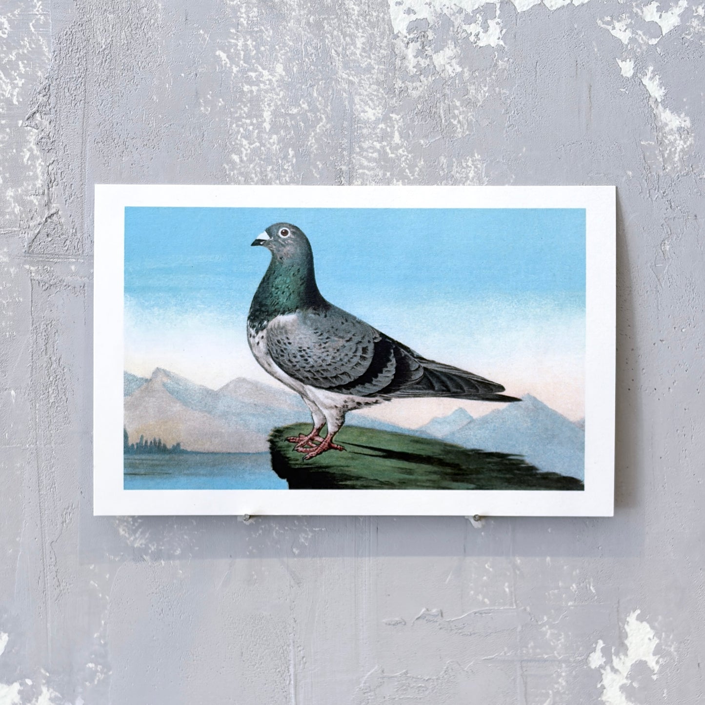 Proud Pigeon Postcard