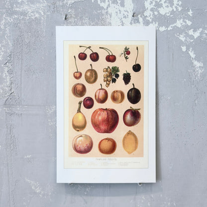 Familiar Fruits Postcard