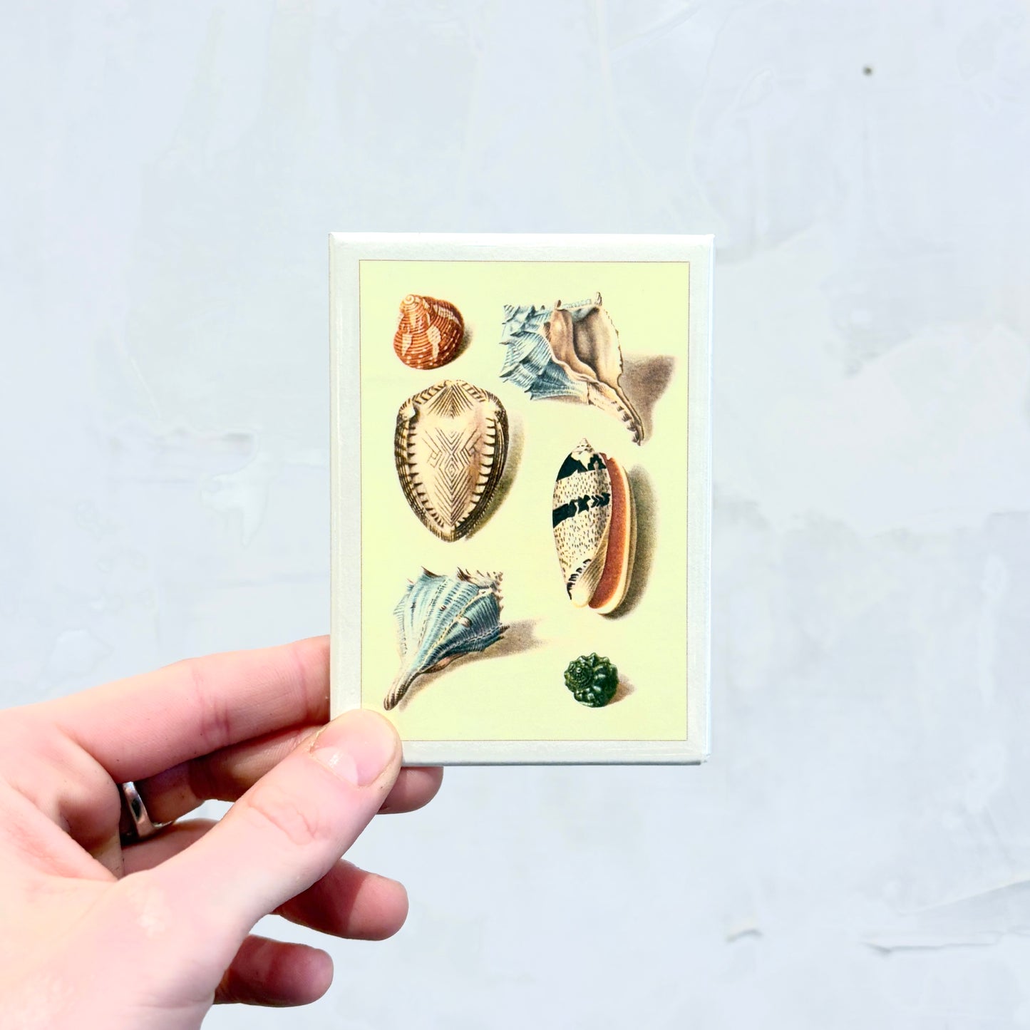 Seashells Magnet