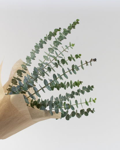 Eucalyptus Bundle